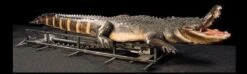 "Attack Alligator" Professional Halloween Animatronic