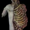 "Dismembered Carcass" Human Body Skeleton Halloween Prop -Halloween Props Shop dismembered carcass human body skeleton halloween prop 14315649597488