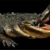 "Gator Chomp Head" Halloween Animatronic -Halloween Props Shop gator chomp head halloween animatronic 28750421688368
