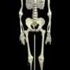 "Human Skeleton" Deluxe Movie Quality Halloween Prop -Halloween Props Shop human skeleton deluxe movie quality halloween prop 14325711568944