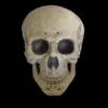 "Human Skull" Life Size Halloween Prop -Halloween Props Shop human skull life size halloween prop 14325686337584