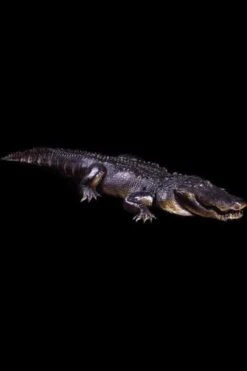 "Hungry Gator" Professional Halloween Animatronic