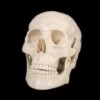 "Life-Size Skull - 1st Class" Halloween Prop -Halloween Props Shop life size skull 1st class halloween prop 14321037803568