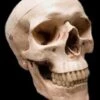 "Life-Size Skull - Aged 2nd Class" Halloween Prop -Halloween Props Shop life size skull aged 2nd class halloween prop 14320995237936