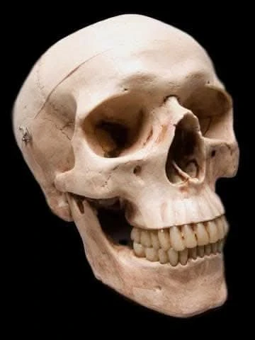"Life-Size Skull - Aged 2nd Class" Halloween Prop 3 "Life-Size Skull - Aged 2nd Class" Halloween Prop