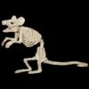 "Mouse Skeleton" Animal Prop -Halloween Props Shop mouse skeleton animal prop 14321035837488