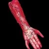 "Peeled Flesh - Right Arm" Human Body Part Halloween Prop -Halloween Props Shop peeled flesh right arm human body part halloween prop 3785830531120