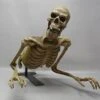 "Peeper" Skeleton Halloween Animatronic 2 "Peeper" Skeleton Halloween Animatronic -Halloween Props Shop peeper skeleton halloween animatronic 23252925953