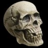 "Realistic Rotting Skull" Halloween Prop -Halloween Props Shop realistic rotting skull halloween prop 14320976166960