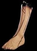 "Severed Left Leg" Bloody Human Body Part Prop 3 "Severed Left Leg" Bloody Human Body Part Prop