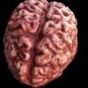 "Silicone Brain" Body Part Halloween Prop -Halloween Props Shop silicone brain body part halloween prop 28425270198320
