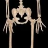 "Werewolf Skeleton" Halloween Prop -Halloween Props Shop werewolf skeleton halloween prop 14320994222128